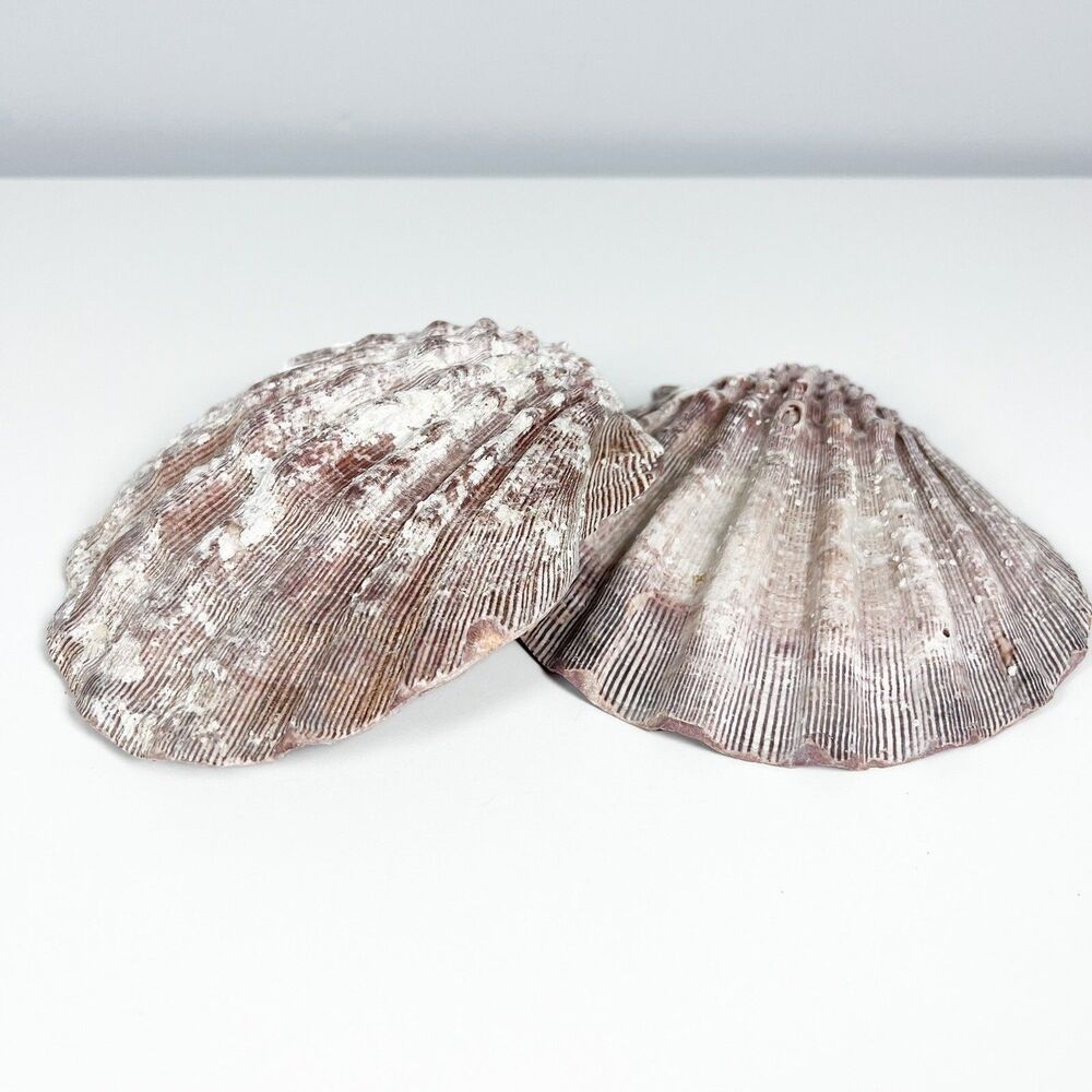 Pair Of Large 5.5” Atlantic Scallop Shells Seashell
